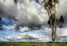 大象队连胜狂潮引起球迷狂欢